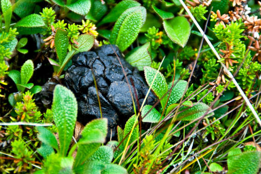 A glossy black animal dropping nestled among bright green bog plants and grass