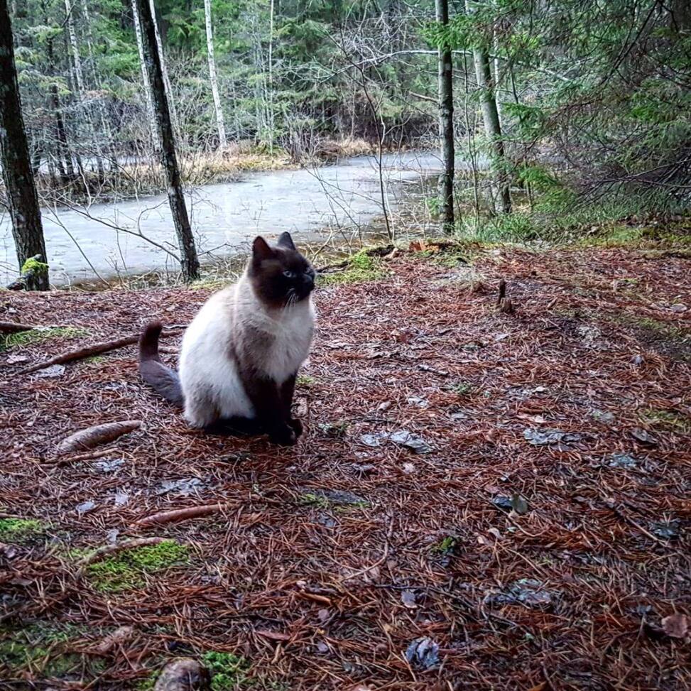 Seal-point cat sitting on a pine needle forest floor beside a flooded stream in bare winter woods