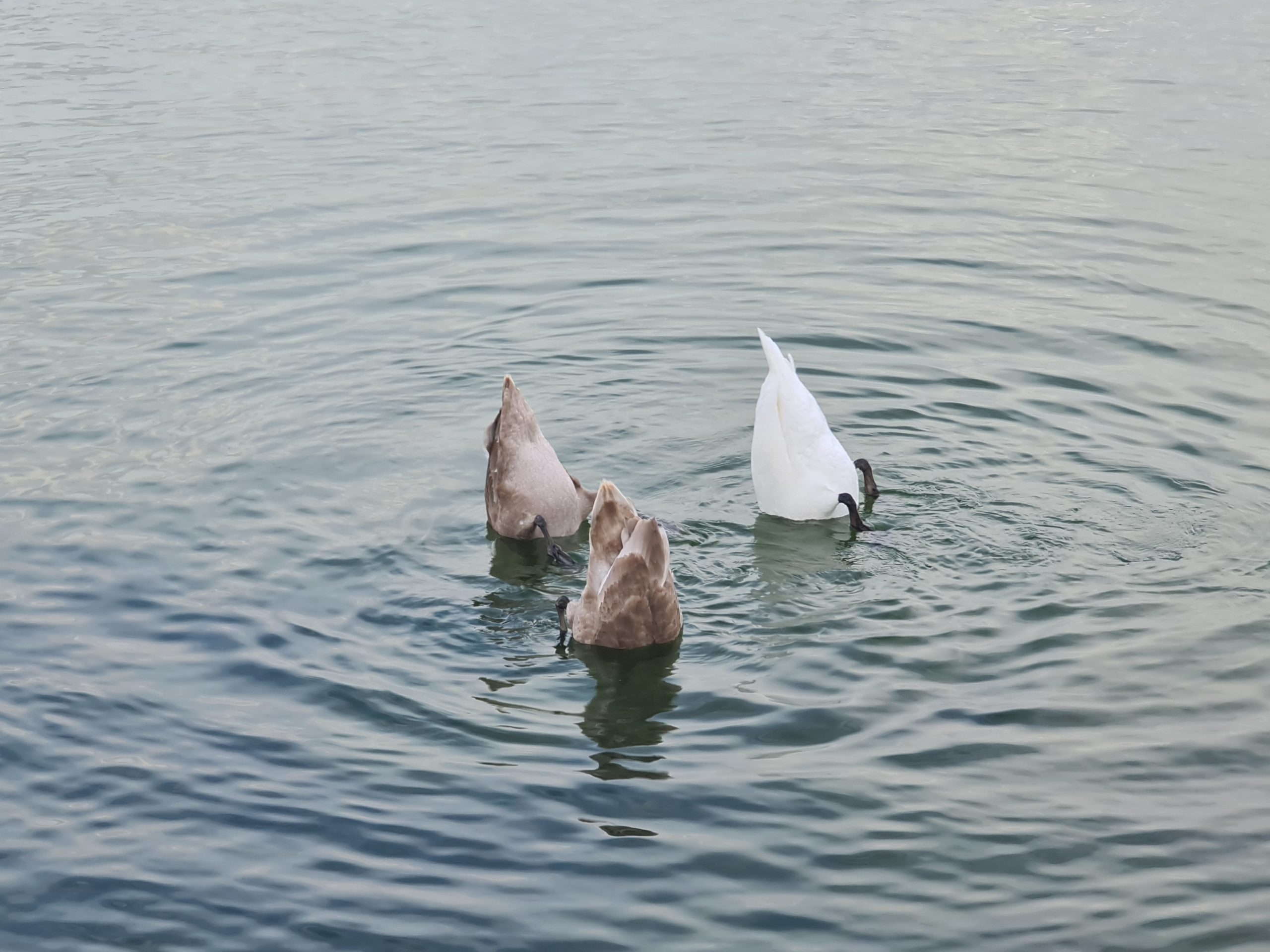 Three swans upended tail-first in green water, feeding below the surface