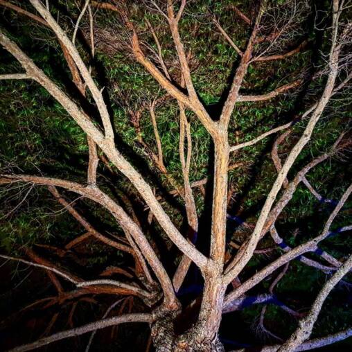 Pale bare branches of a pine lit by a flash at night, spreading against dark green foliage behind