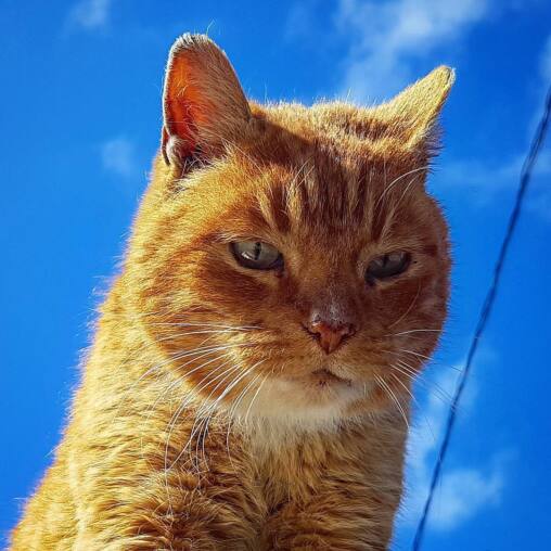 Ginger tabby cat photographed from below against a bright blue sky, whiskers lit by the sun