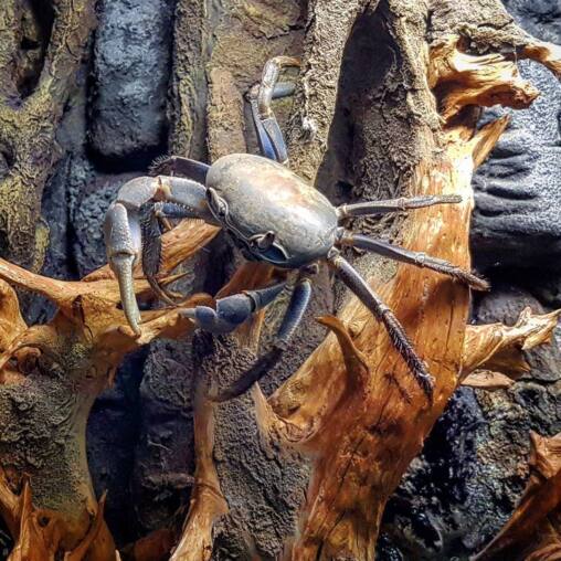 Land crab with a smooth olive shell and long banded legs climbing over pale driftwood against dark rock