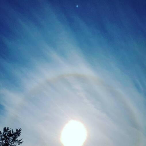 Faint circular rainbow halo around the sun in a blue sky streaked with wispy cirrus, spruce tops in the corner