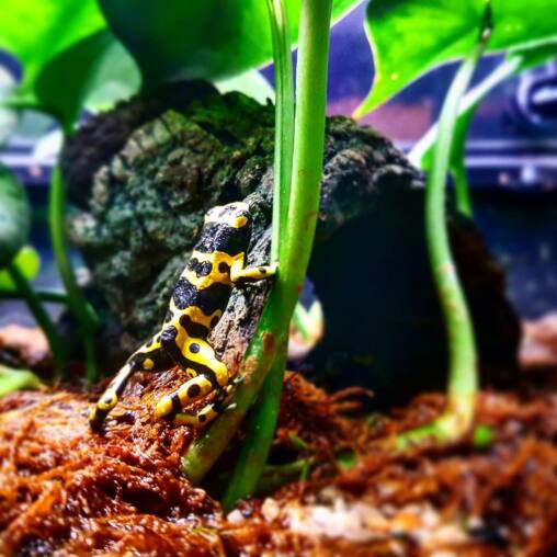 Black and yellow banded poison dart frog clinging to a green stem above damp bark and moss