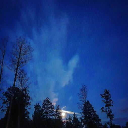 Full moon breaking through a band of cloud low over silhouetted spruce and birch under a deep blue night sky