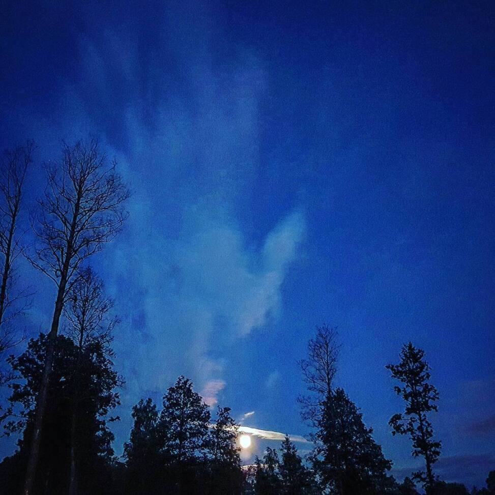 Full moon breaking through a band of cloud low over silhouetted spruce and birch under a deep blue night sky