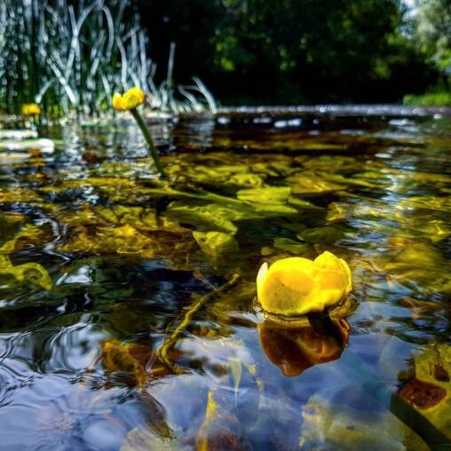 Yellow water lily flower floating among submerged leaves in clear brown river water, a second bloom on a stem behind