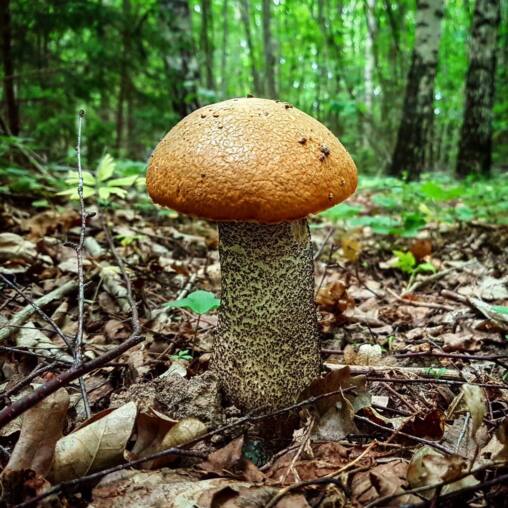 Orange-capped birch bolete standing on a leaf-strewn forest floor, its speckled stem rising among twigs and dry leaves