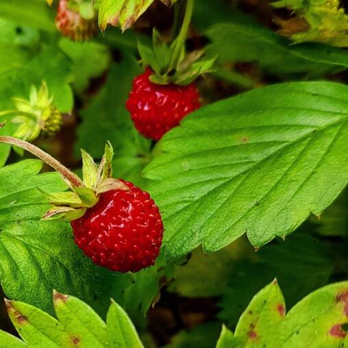 Two ripe wild strawberries hanging among bright green serrated leaves on the forest floor