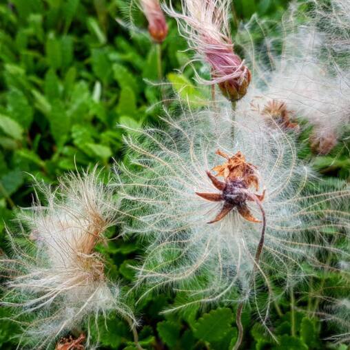 Silky feathered seedheads of mountain avens spreading over green leaves, one bud still pink and furred