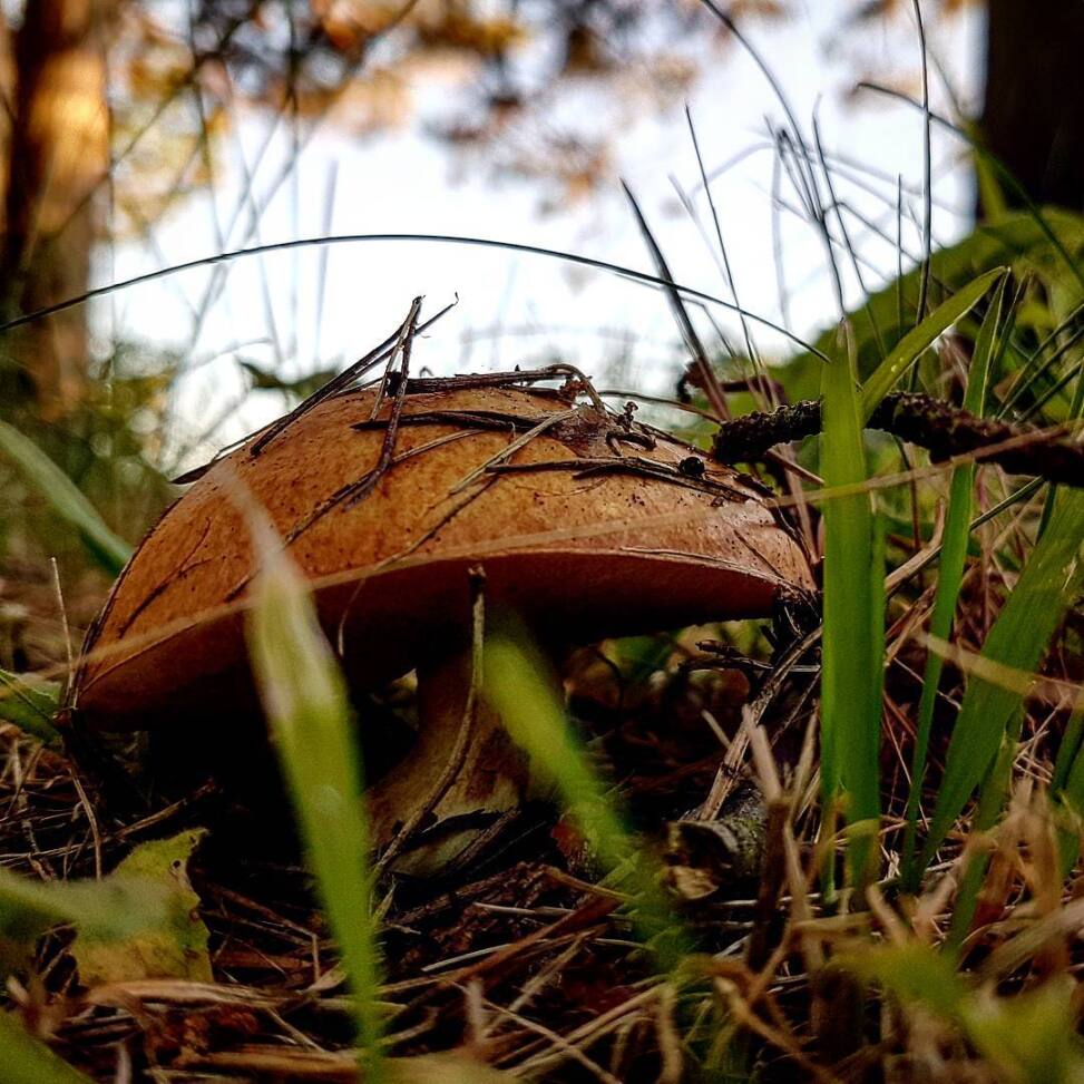 Brown-capped bolete pushing up through grass and pine needles, photographed at ground level in low evening light
