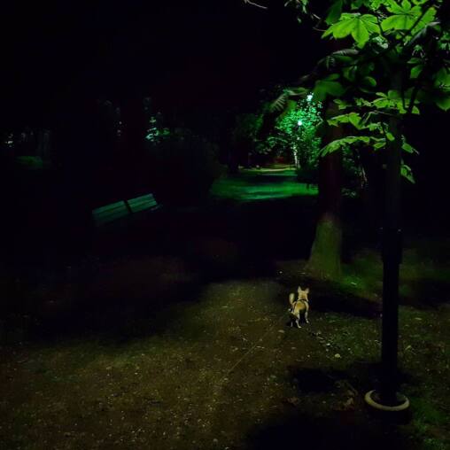 Small dog on a lead on a dark park path at night, a tree lit bright green by a lamp further along