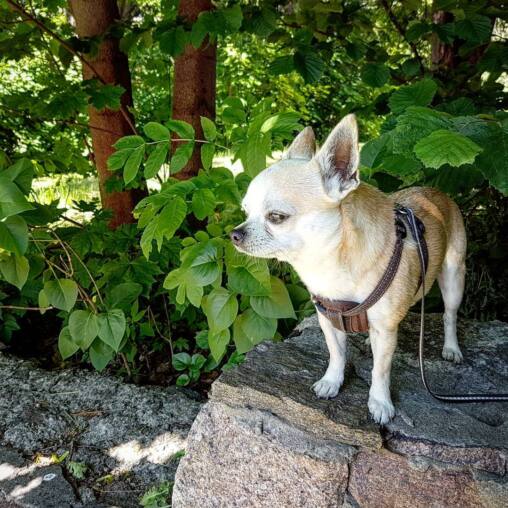 Pale chihuahua in a harness standing alert on a granite boulder, sunlit green foliage behind