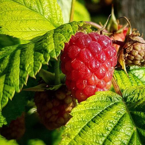 Single ripe raspberry catching the sun among bright green serrated leaves, unripe fruit beside it