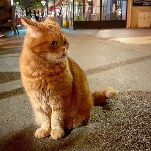 Long-haired ginger cat sitting on wet tarmac at night, shop fronts and passers-by blurred behind