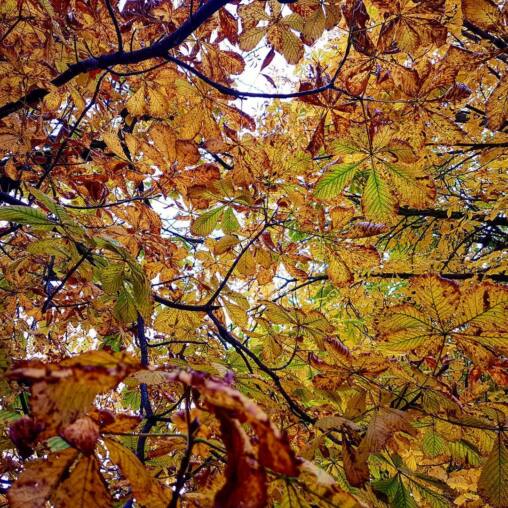 Horse chestnut canopy from below in full autumn colour, gold and rust leaves against a pale sky