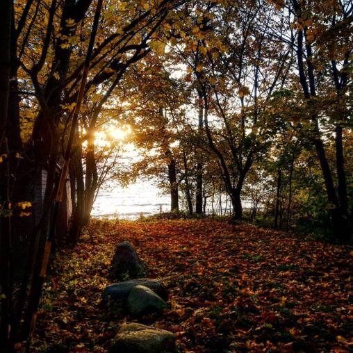 Sun breaking through bare trees above a leaf-covered slope running down to the sea, boulders scattered through the fallen leaves