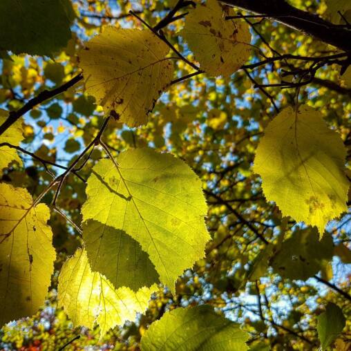 Yellow-green lime leaves lit from behind against a blue sky, seed clusters hanging among the branches