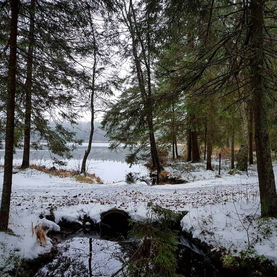 Thin first snow over a spruce forest trail beside a still lake, a culvert running dark water under the path