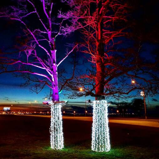 Two bare oaks uplit in violet and red at dusk, their trunks wrapped in glittering white light columns, the sea and city lights beyond
