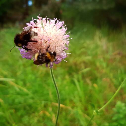 Bumblebee feeding on a pale pink scabious flower in a green meadow