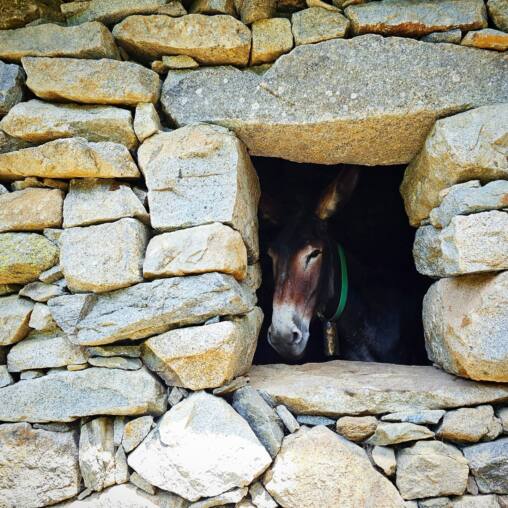 Donkey looking out through a square opening in a dry stone wall