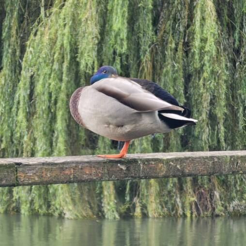 Mallard standing on a log in front of a weeping willow by the water