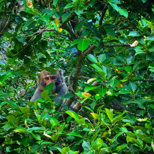 Macaque sitting among dense green foliage holding on to a branch