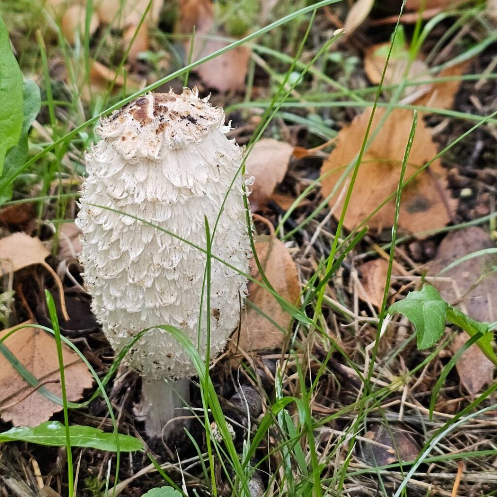 Tall white shaggy ink cap mushroom standing among grass and fallen leaves