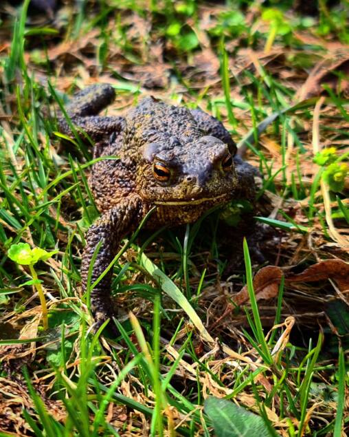 Warty brown toad sitting among green grass and dry fallen leaves, facing the camera
