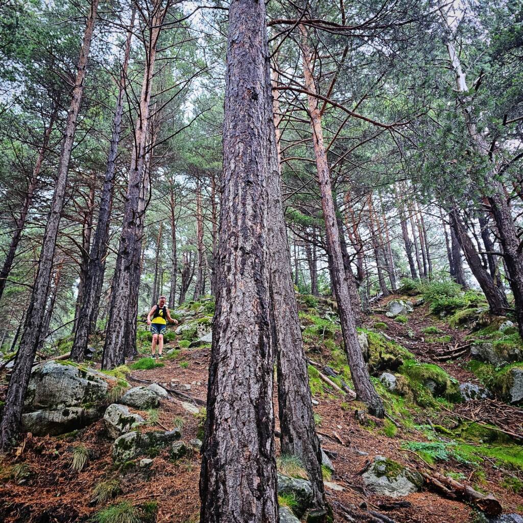 Runner on a narrow path among tall pines on a steep mossy slope