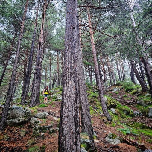 Runner on a narrow path among tall pines on a steep mossy slope