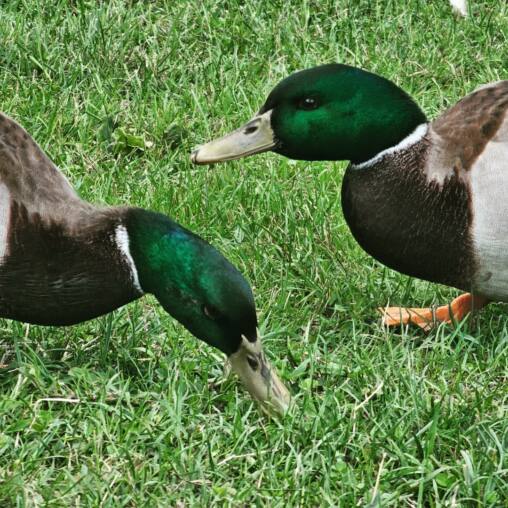 Pair of mallard drakes with green heads feeding on short grass